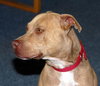 Josie