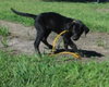 Mimosa -Pup