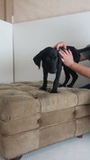 Mimosa -Pup