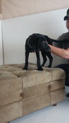 Mimosa -Pup