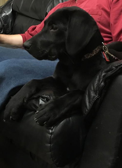 Mimosa -Pup