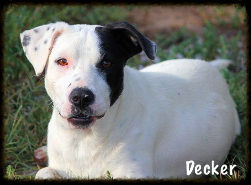Decker
