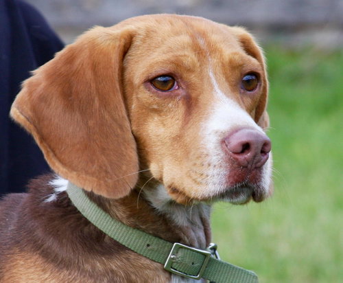 Copper