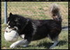 Apache