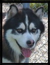 Apache