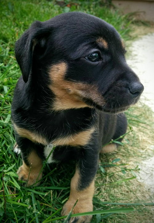 Katara -Pup