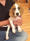 Chopper -Puppy