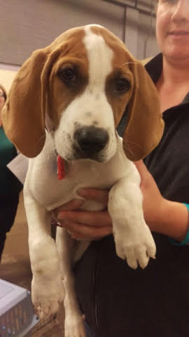 Chopper -Puppy