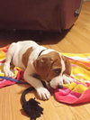 Chopper -Puppy