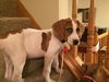 Chopper -Puppy