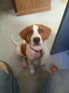 Chopper -Puppy