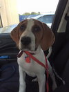 Chopper -Puppy