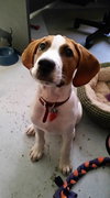 Chopper -Puppy