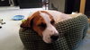 Chopper -Puppy