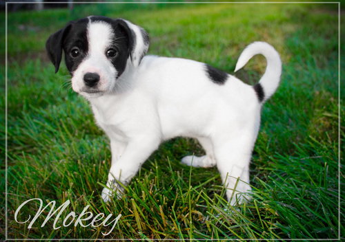 Mokey -Puppy
