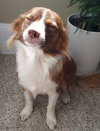 Hudson