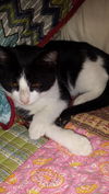 Freddie