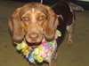 Dixie