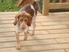 Dixie