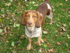Dixie