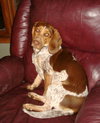Dixie