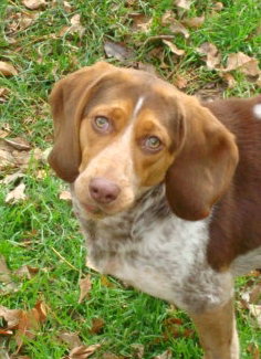 Dixie