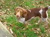 Dixie