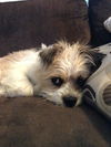 Baxter