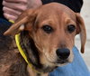 Chase Puppy