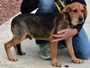 Chase Puppy