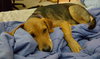 Chase Puppy