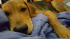 Chase Puppy