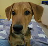 Chase Puppy