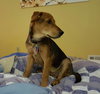 Chase Puppy