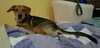 Chase Puppy