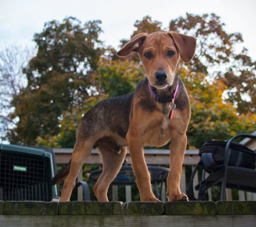 Chase Puppy