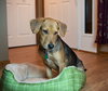 Chase Puppy