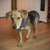 Chase Puppy