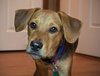 Chase Puppy