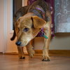 Chase Puppy