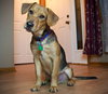 Chase Puppy