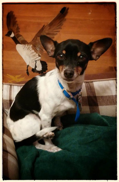 Rufus