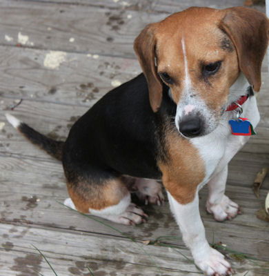 Barkley