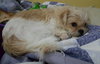 Koda