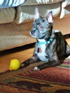 Bolt