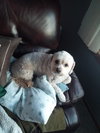 Skipper