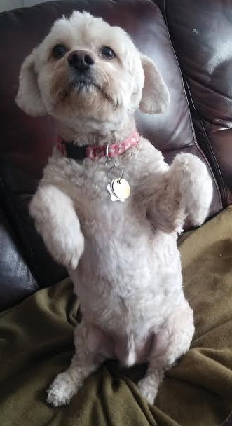 Skipper