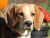 Duncan