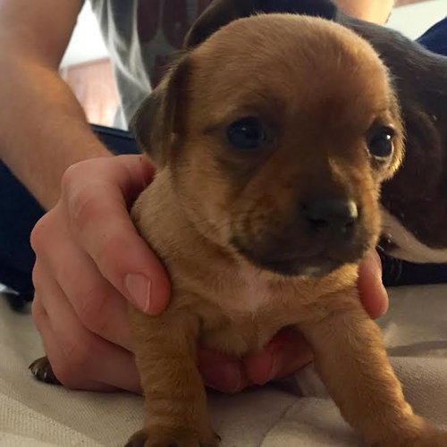 Coco-puppy