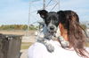 Elvis -Puppy
